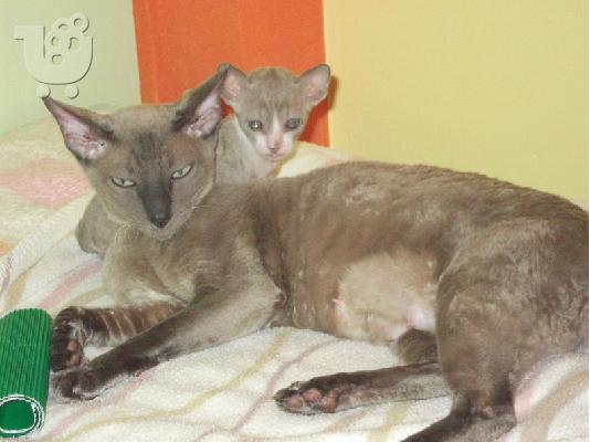 PoulaTo: ΓΑΤΑΚΙΑ cornish rex ΠΡΩΤΗ ΕΙΣΑΓΩΓΗ ΕΛΛΑΔΑ
